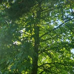 Les arbres de La Haye