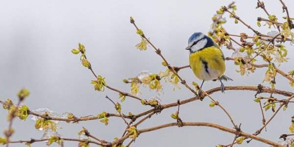 Recensement des oiseaux