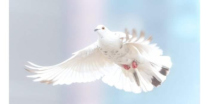 Ascension
