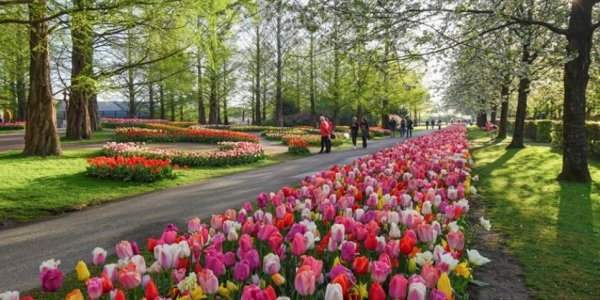 Réouverture du Keukenhof - 23 mars 2023