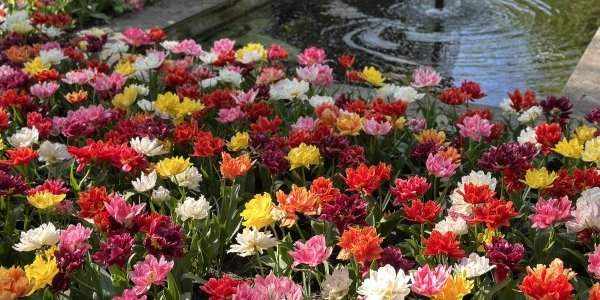 Merveilleuses fleurs à Keukenhof et au-delà